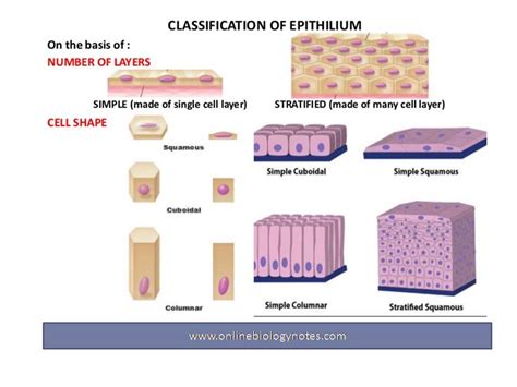 Epithelial tissue: characteristics and classification scheme and types - Online Biology Notes