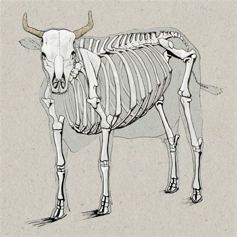 Cow Anatomy Drawing | Greg Tatum