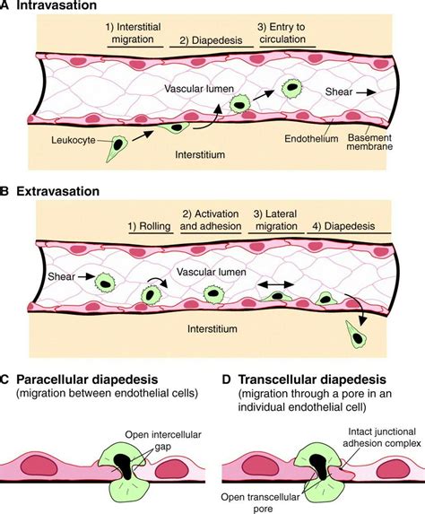 Extravasation Intravasation Diapedesis | Apuntes de clase, Anatomía ...