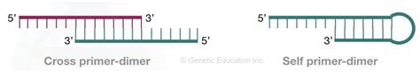 "Primer Dimer": Zones DNA amplification by pairing with foe