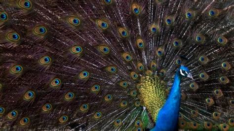 High-speed video reveals secret behind peacock mating display | CBC News