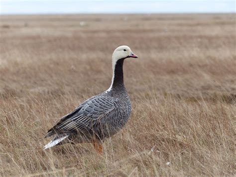 Emperor Goose | Audubon Field Guide