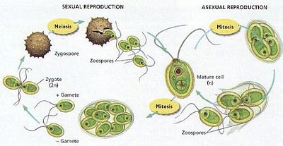 Phaeophyceae: Characteristics, Classification, Reproduction, Examples