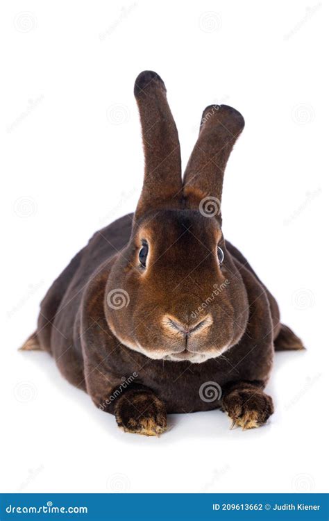 Castor Rex Rabbit on White Background Stock Photo - Image of space ...