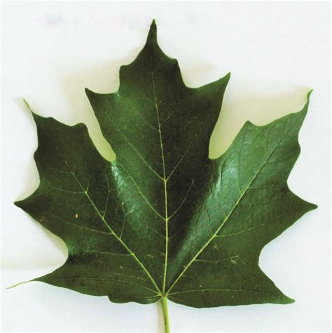 Marking Maple Trees for Easy Identification - Maple Tapper Blog