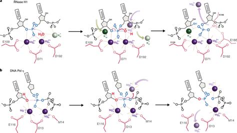 Catalytic mechanism of RNase H1 a, Diagram of RNA hydrolysis catalyzed... | Download Scientific ...