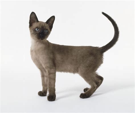 Tonkinese Cat: Breed Profile, Characteristics & Care