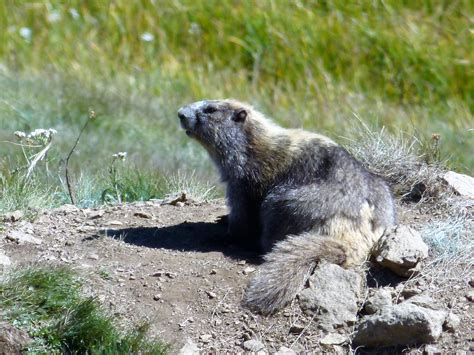 Endemic Olympic Marmot Olympic Mountains WOWE 024 - The Naturalist ...