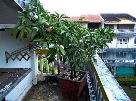 Chikoo Fruit Tree - Chikoo (Manilkara zapota) - Jun 29, 2021 · now each ...