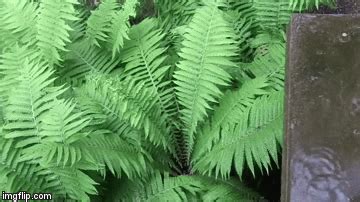 June 27, 2019 Ferns in Windfall Garden | Animated gif, Small city ...