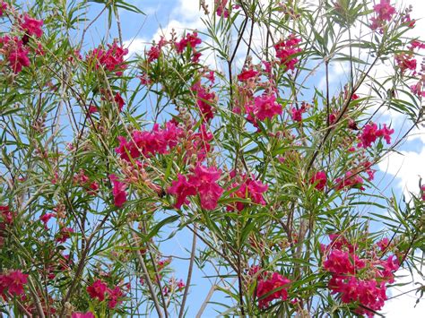 Desert Willow – Chilopsis Linearis | Plant of The Month