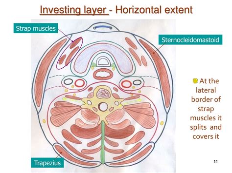 PPT - DEEP CERVICAL FASCIA PowerPoint Presentation, free download - ID:1113444