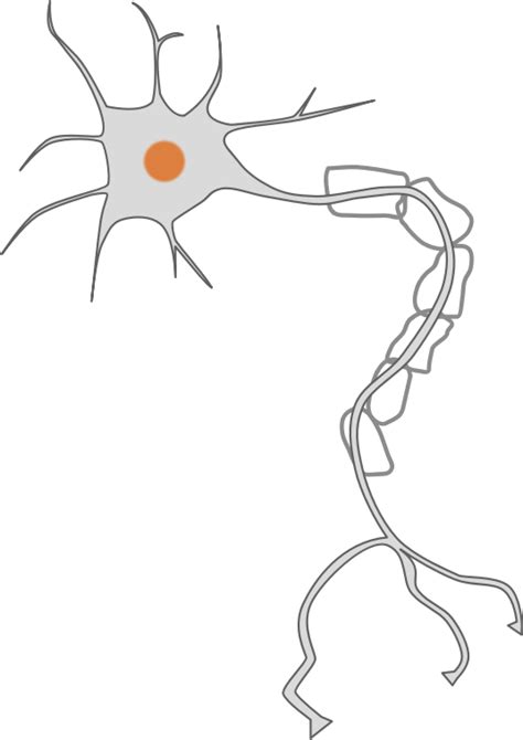 Free Neuron Cliparts, Download Free Neuron Cliparts png images, Free ...