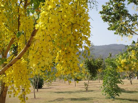 Aqs-i-Watan: Midsummer Islamabad: Gold Spill