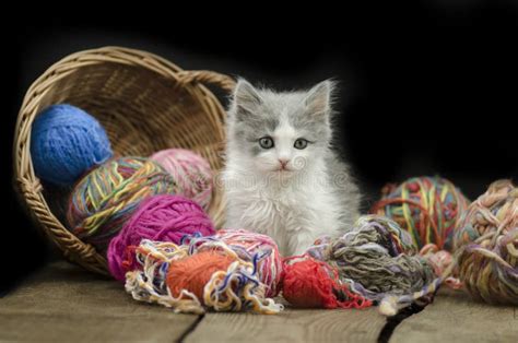 Baby Kitten Playing With Ball Yarn. Kitten With A Ball Stock Image - Image of gray, playful ...