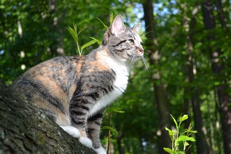 Cookie-Tabby Calico Mix Pets 3, Tabby, Calico, Cookie, Cats, Photography, Animals, Biscuit, Gatos