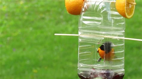 Baltimore Oriole on homemade feeder eating grape jelly | Homemade bird ...