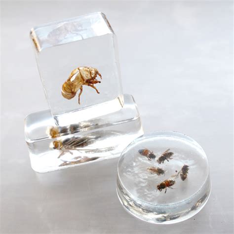 Insects Cast in EasyCast Clear Casting Epoxy - Resin Crafts Blog