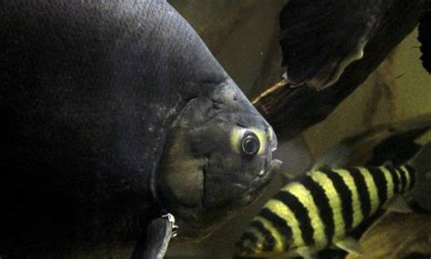 Should men be worried about the 'testicle-eating' pacu fish? | The Week