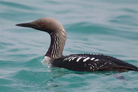 Pacific Loon | An extremely rare visitor to Lambton County, … | Flickr