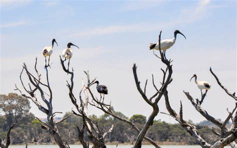 Al Wasit Wetland Centre in Sharjah: Timings, Location & More - MyBayut