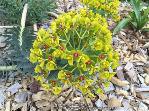 Euphorbias: Plant Care and Collection of Varieties - Garden.org