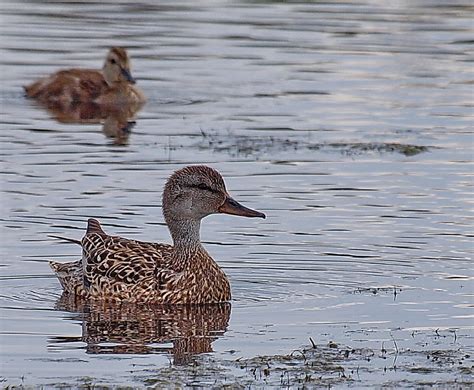 Northern Pintail Duck (Female) | Mo | Flickr