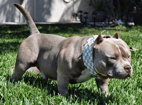 ¿Cómo es el American Bully Pocket? - Demascotas.info