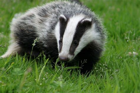 Badger Images, Reptiles, Animals And Pets, Cute Animals, Wild Animals ...