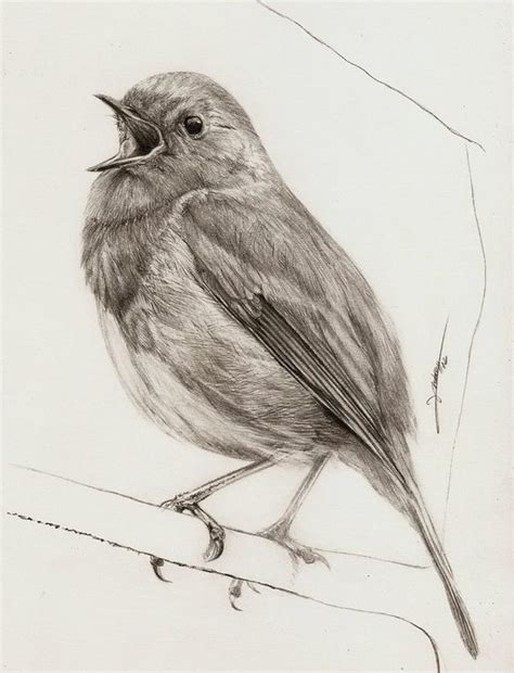 Pencil Drawing Pictures Of Birds at GetDrawings | Free download