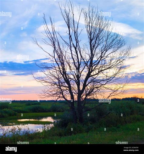 Dry tree silhouette Stock Photo - Alamy