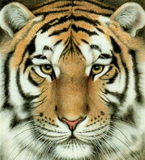 Tiger Close Up Wallpapers, Super Tiger Close Up, #20435