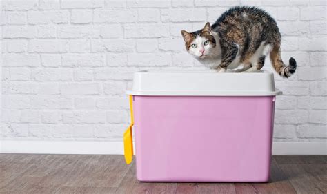 10 Best Cat Litter Box Liners On The Market