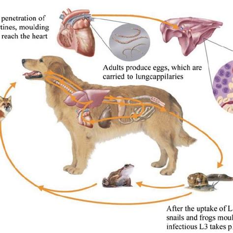 Life cycle of Angiostrongylus vasorum (with courtsey of Bayer animal... | Download Scientific ...