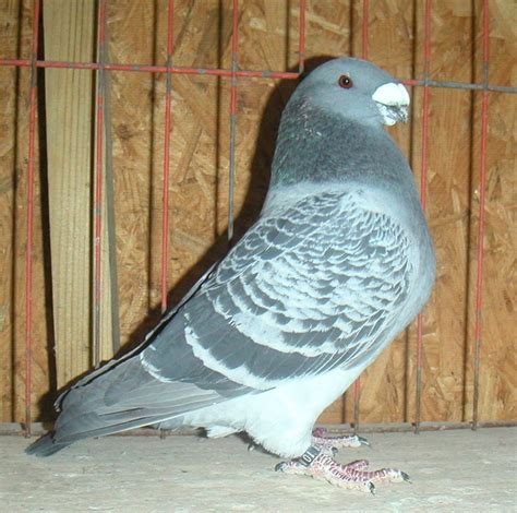 98 best Large Pigeon Breeds images on Pinterest | Pigeon breeds, Pigeon ...