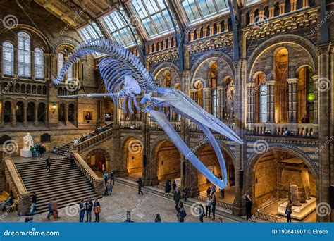 Blue Whale Skeleton in the Main Hall of the Natural History Museum of London Editorial ...