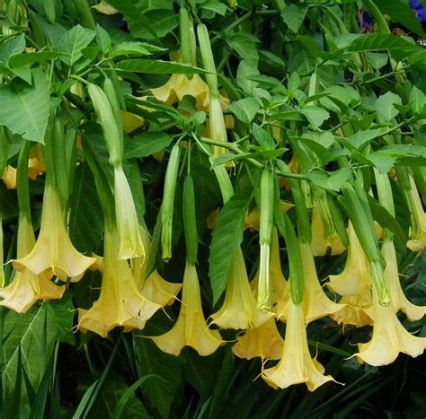 Blok888: Top 10 Most Poisonous Plants in the world