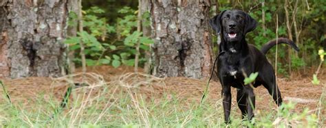 Labradane: Characteristics & Care | Wag!