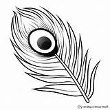 Peacock Feather Coloring Page By Christine Lindstrom sketch template
