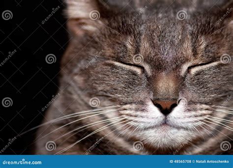 Sleeping gray cat stock photo. Image of kitten, nose - 48565708