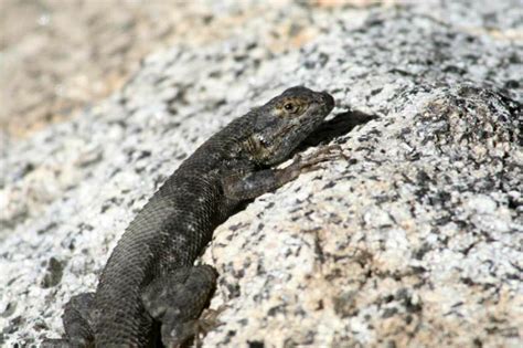 Estivation and Lizards | Dave's Nature