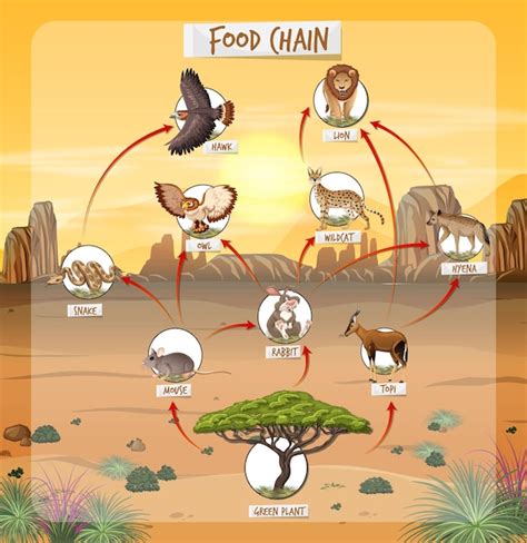 Free Vector | Food chain diagram in forest