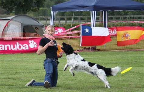 Stabyhoun - Dog Breed Standards