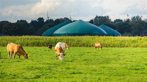 The new ethanol? Biogas producers are pushing livestock poop as renewable. | Popular Science