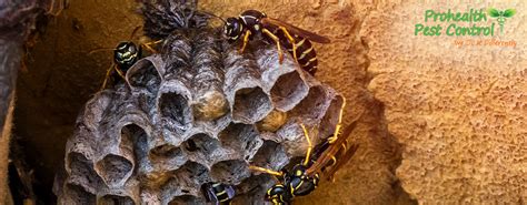 Wasp Control: A Serious Threat to Property - Prohealth Pest Control