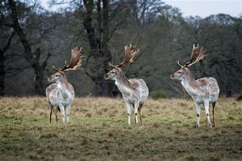 Deer at Attingham Park – Sam's Photo Gallery