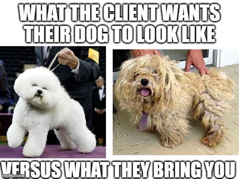 Groomer Humor - Imgflip