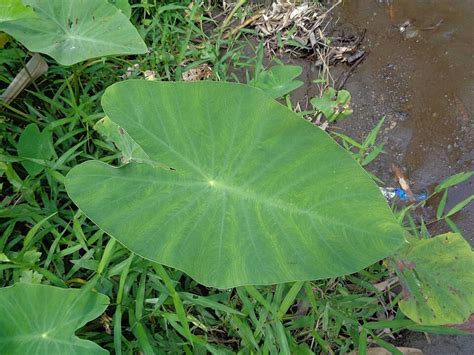 Taro Leaves With Natural Background Grown For Edible Corms Photo And Picture For Free Download ...