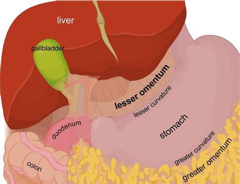 lesser omentum - Google Search | Celiac artery, Preventative health ...