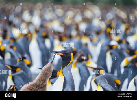 King Penguins colony Gold Harbour at South Georgia Stock Photo - Alamy